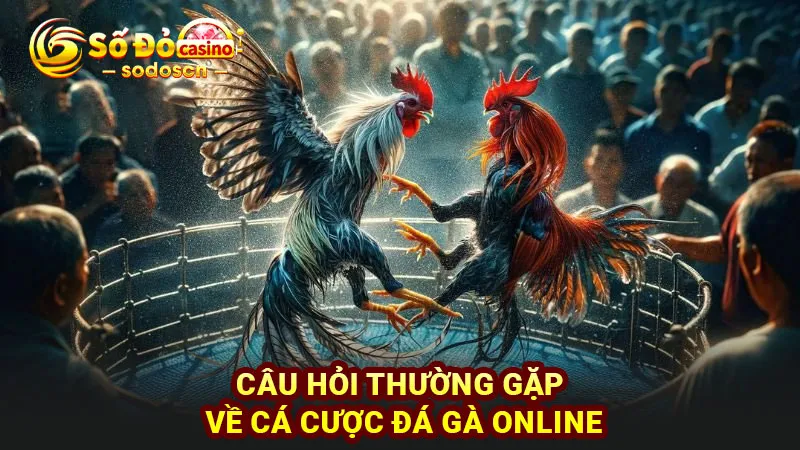 Câu hỏi thường gặp về cá cược đá gà online